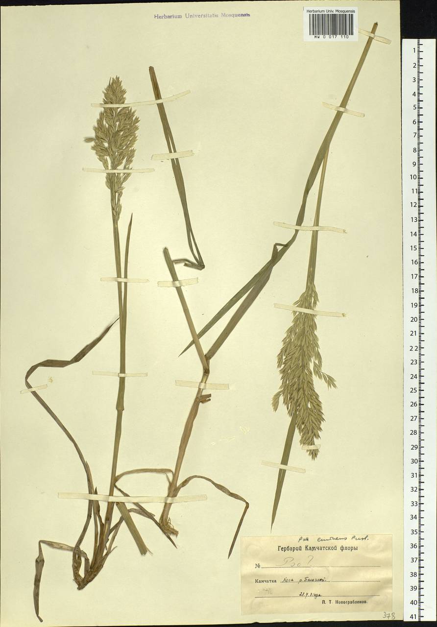 Arctopoa eminens (J.Presl) Prob., Siberia, Chukotka & Kamchatka (S7) (Russia)