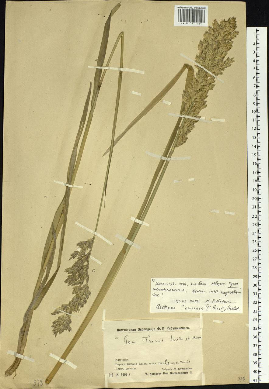 Arctopoa eminens (J.Presl) Prob., Siberia, Chukotka & Kamchatka (S7) (Russia)