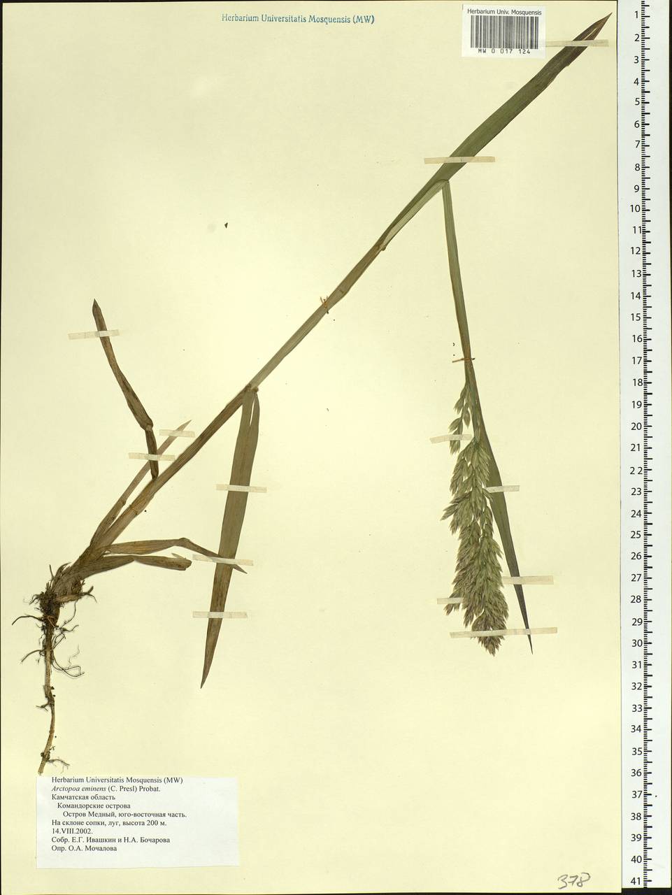 Arctopoa eminens (J.Presl) Prob., Siberia, Chukotka & Kamchatka (S7) (Russia)