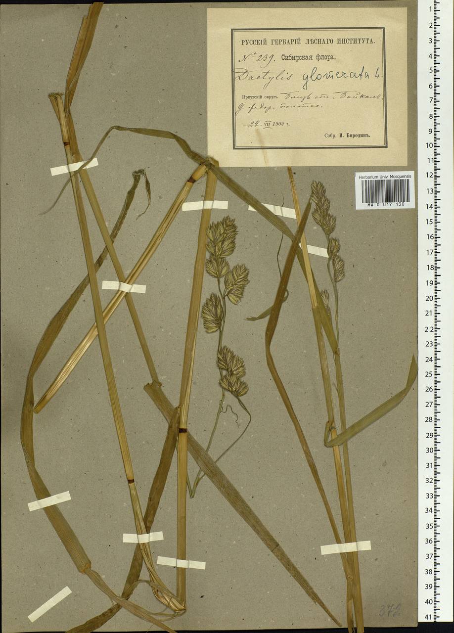 Dactylis glomerata L., Siberia, Baikal & Transbaikal region (S4) (Russia)