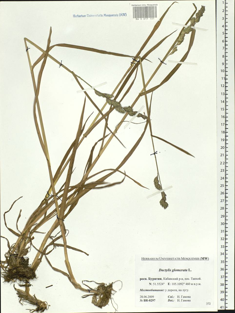 Dactylis glomerata L., Siberia, Baikal & Transbaikal region (S4) (Russia)