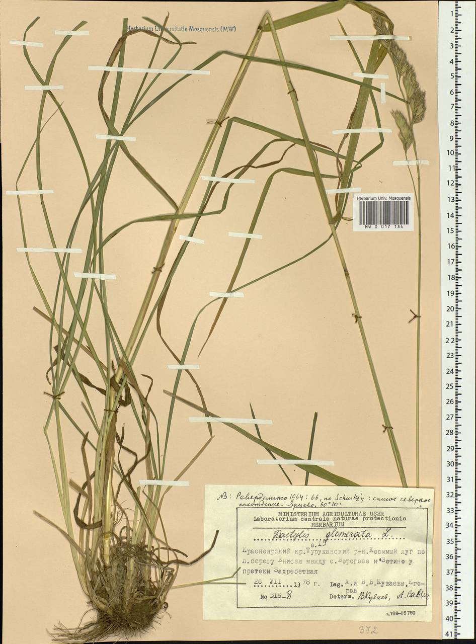 Dactylis glomerata L., Siberia, Central Siberia (S3) (Russia)