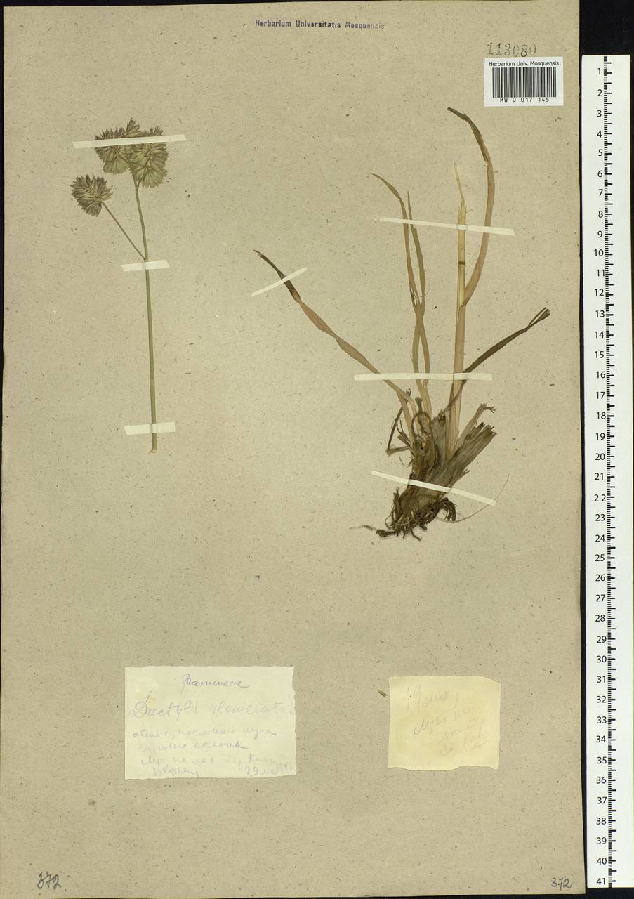 Dactylis glomerata L., Siberia, Altai & Sayany Mountains (S2) (Russia)