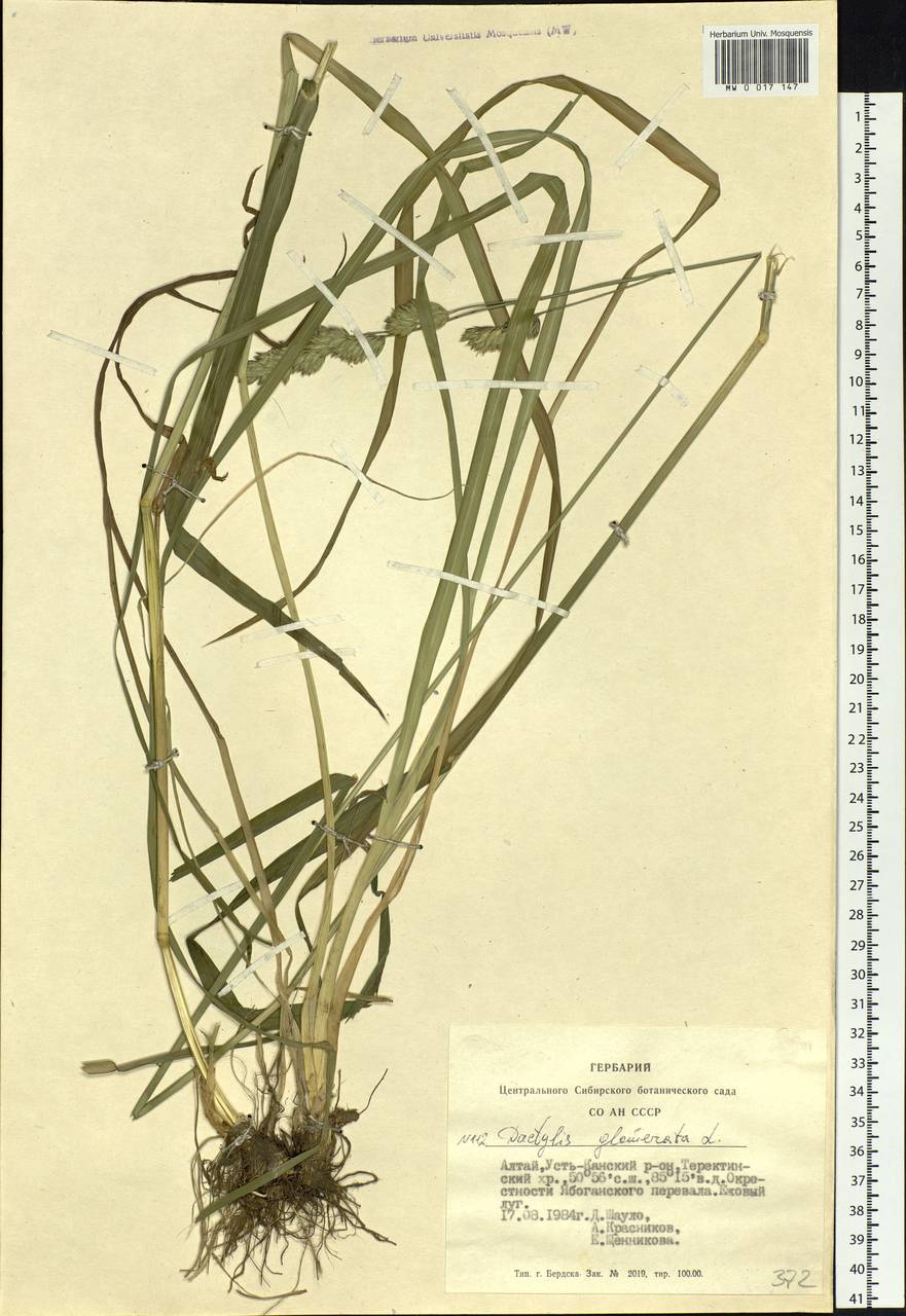 Dactylis glomerata L., Siberia, Altai & Sayany Mountains (S2) (Russia)