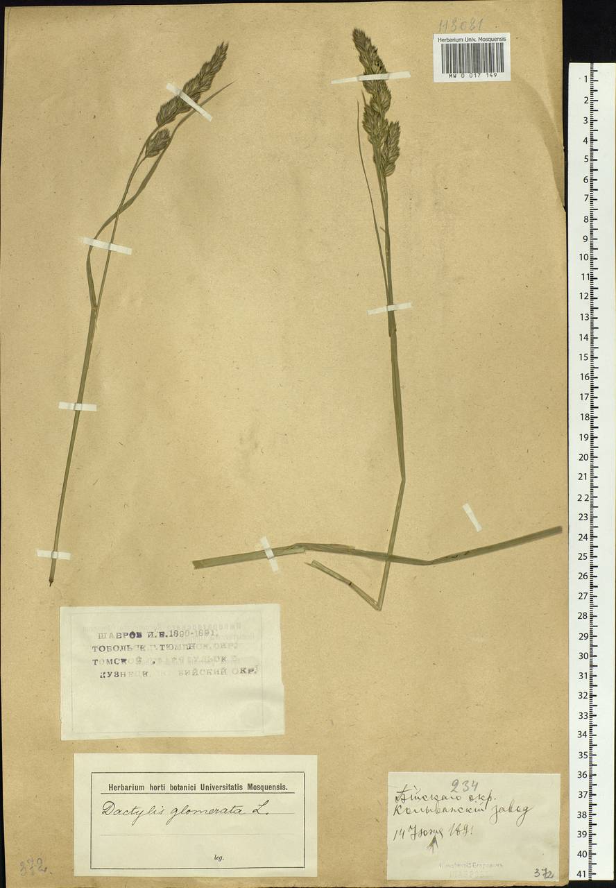 Dactylis glomerata L., Siberia, Altai & Sayany Mountains (S2) (Russia)