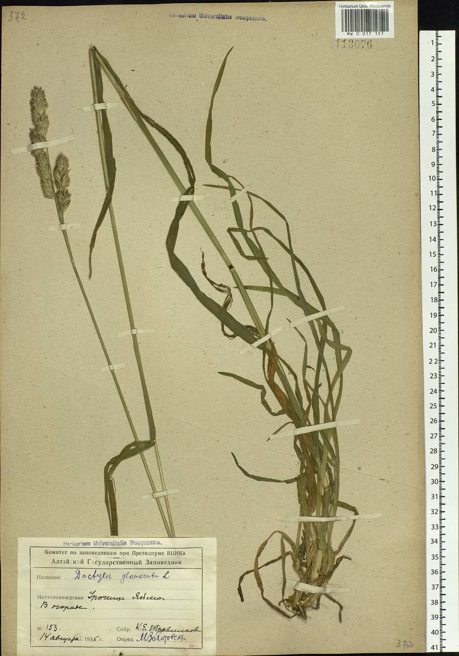 Dactylis glomerata L., Siberia, Altai & Sayany Mountains (S2) (Russia)