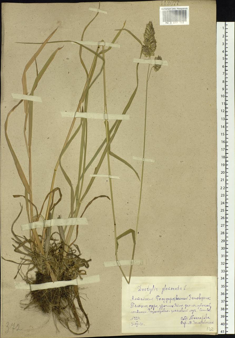 Dactylis glomerata L., Siberia, Altai & Sayany Mountains (S2) (Russia)