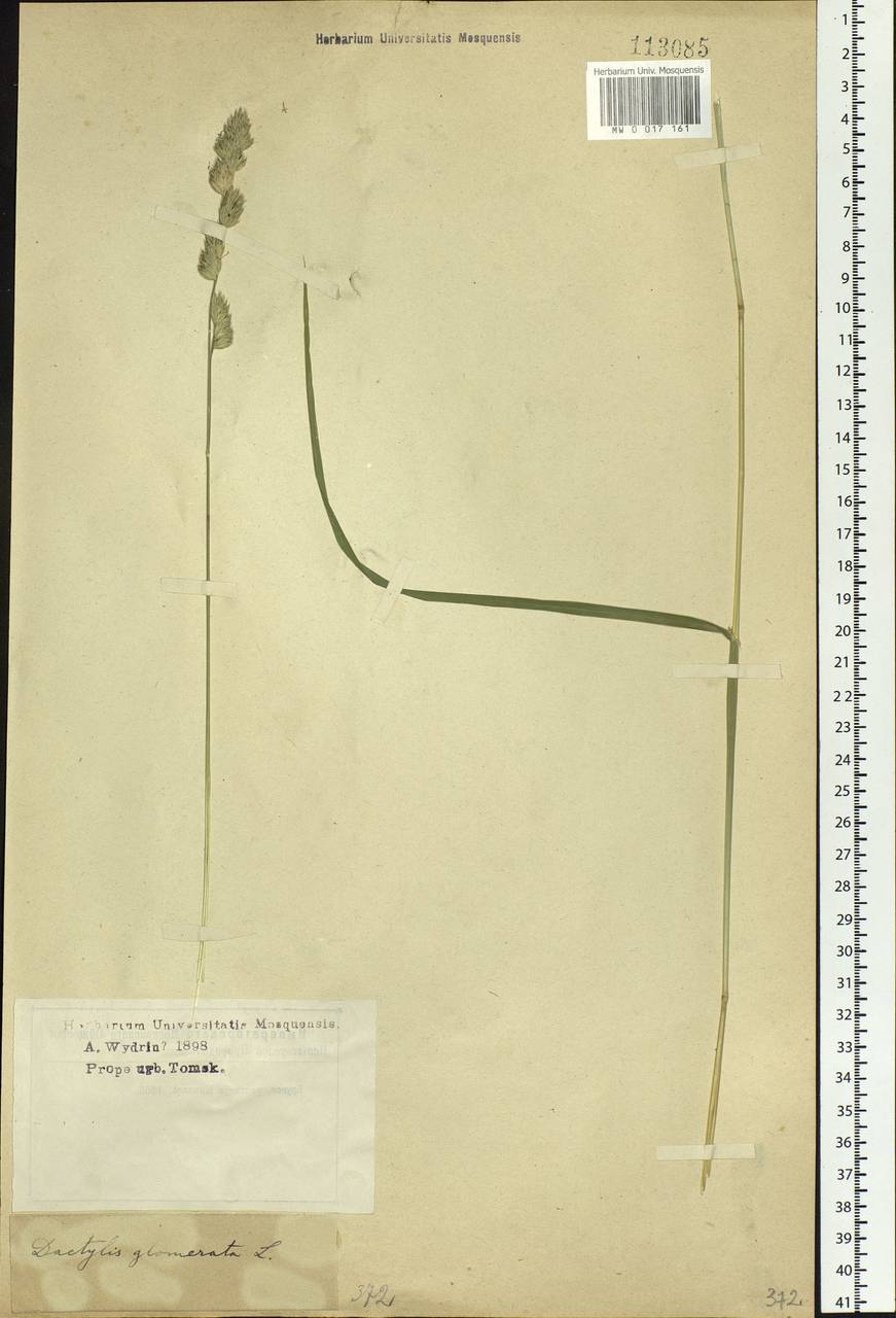 Dactylis glomerata L., Siberia, Western Siberia (S1) (Russia)