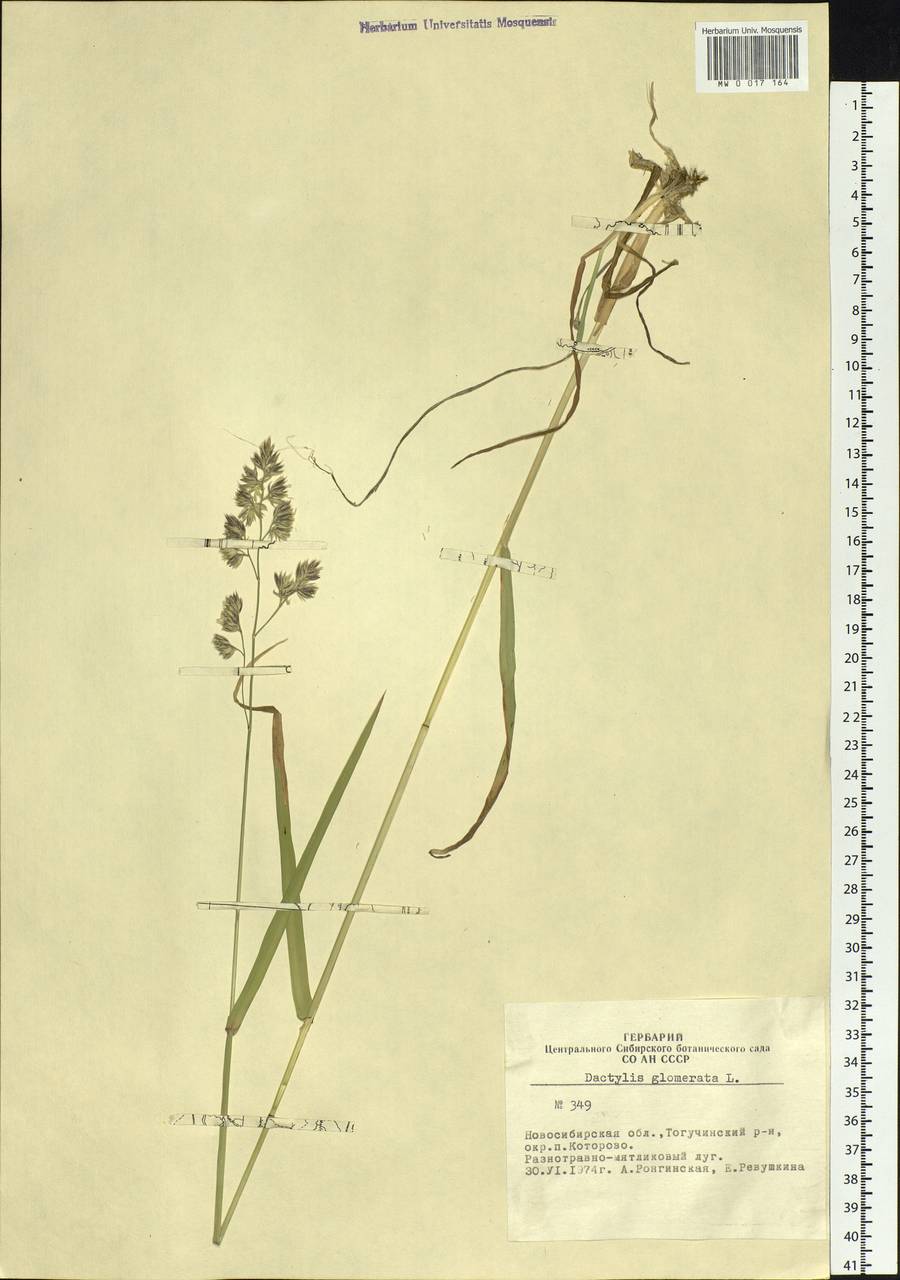 Dactylis glomerata L., Siberia, Western Siberia (S1) (Russia)