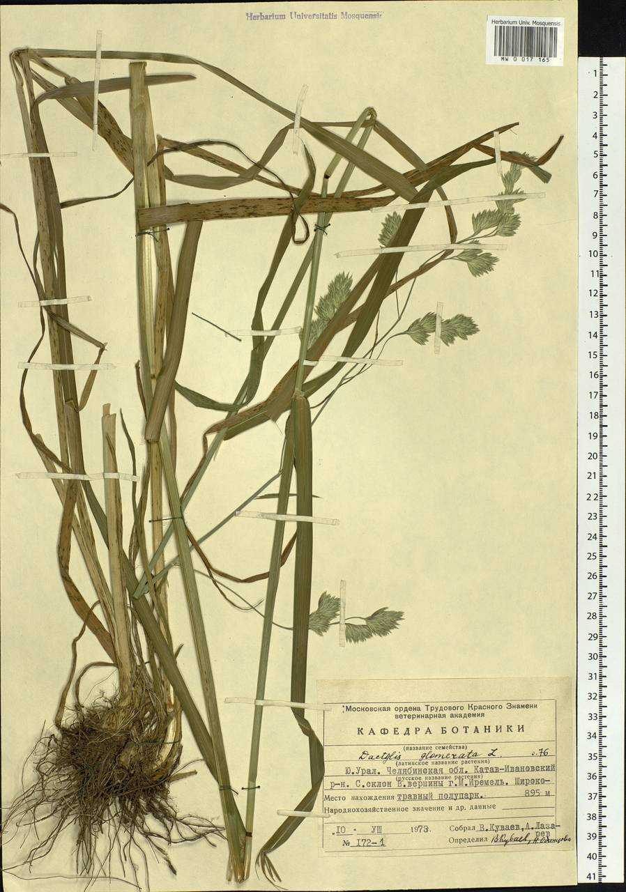 Dactylis glomerata L., Eastern Europe, Eastern region (E10) (Russia)