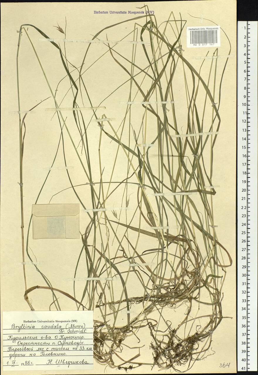Brylkinia caudata (Munro ex A.Gray) F.Schmidt, Siberia, Russian Far East (S6) (Russia)