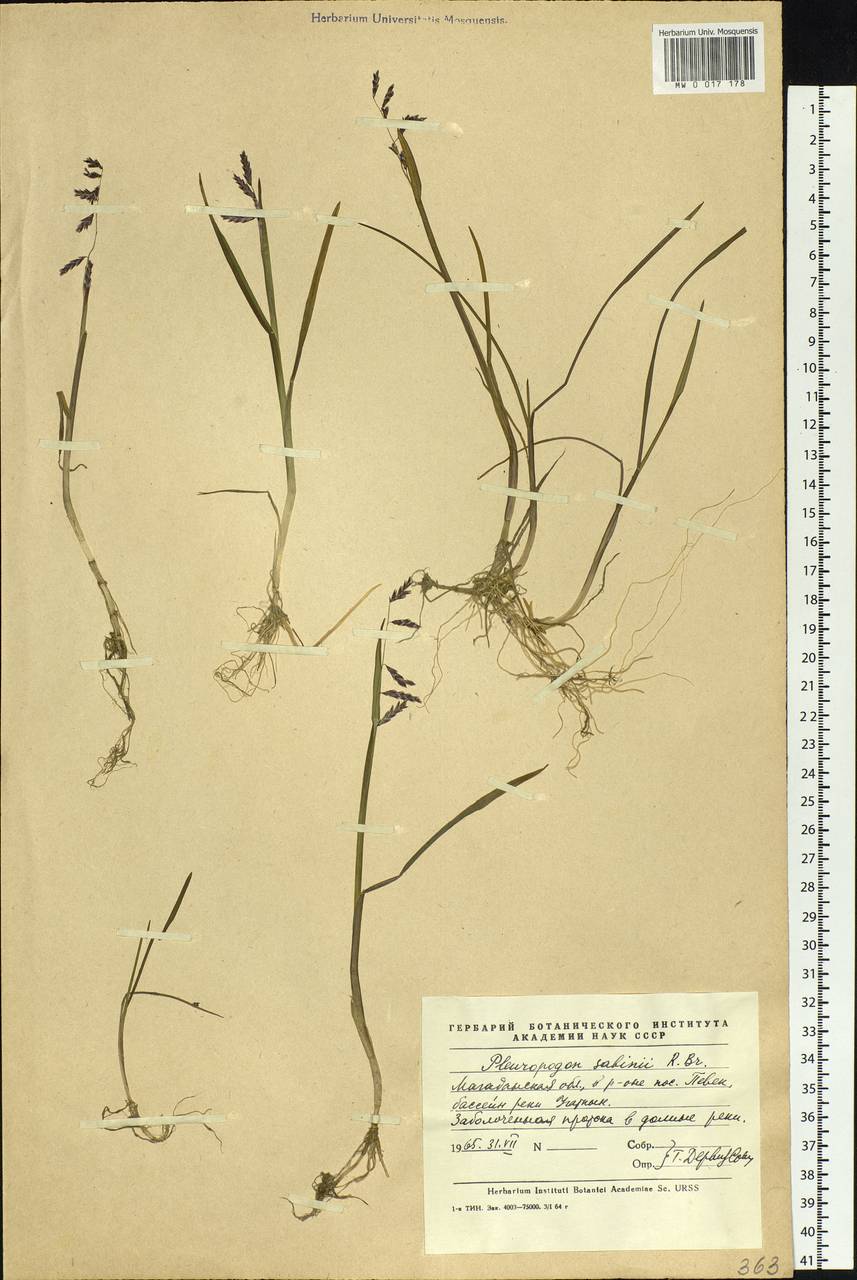 Pleuropogon sabinei R.Br., Siberia, Chukotka & Kamchatka (S7) (Russia)