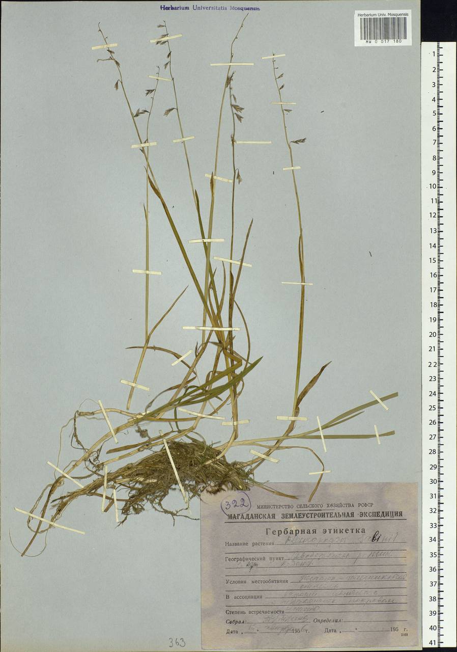 Pleuropogon sabinei R.Br., Siberia, Chukotka & Kamchatka (S7) (Russia)