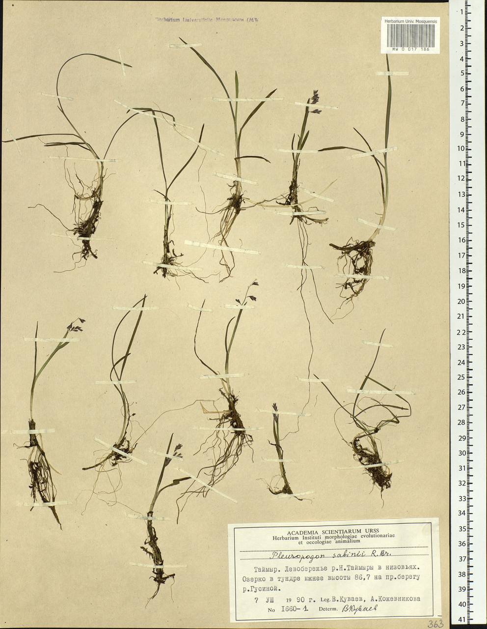 Pleuropogon sabinei R.Br., Siberia, Central Siberia (S3) (Russia)