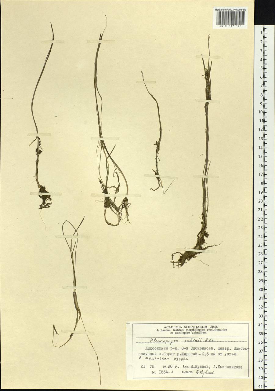 Pleuropogon sabinei R.Br., Siberia, Central Siberia (S3) (Russia)