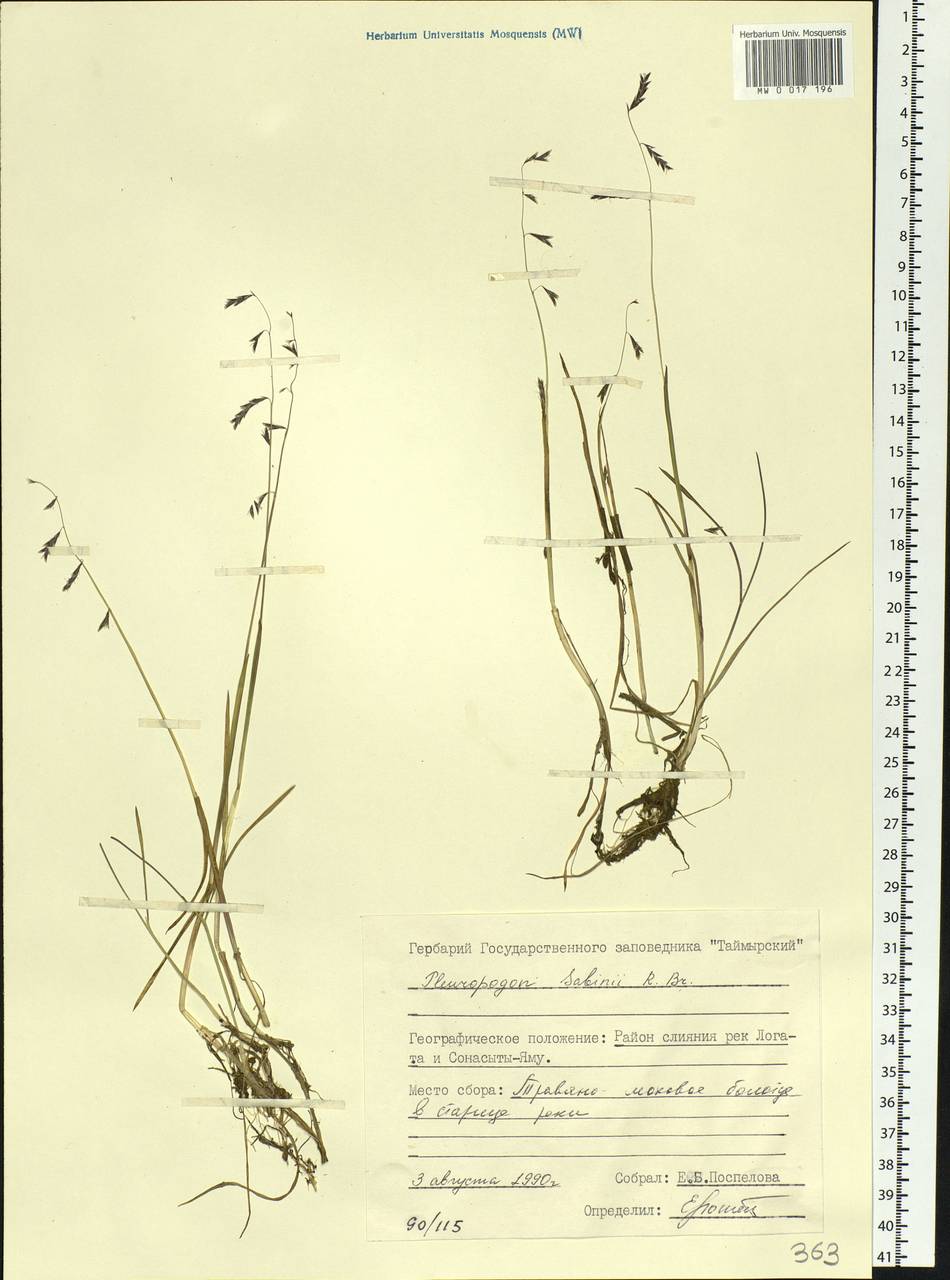 Pleuropogon sabinei R.Br., Siberia, Central Siberia (S3) (Russia)