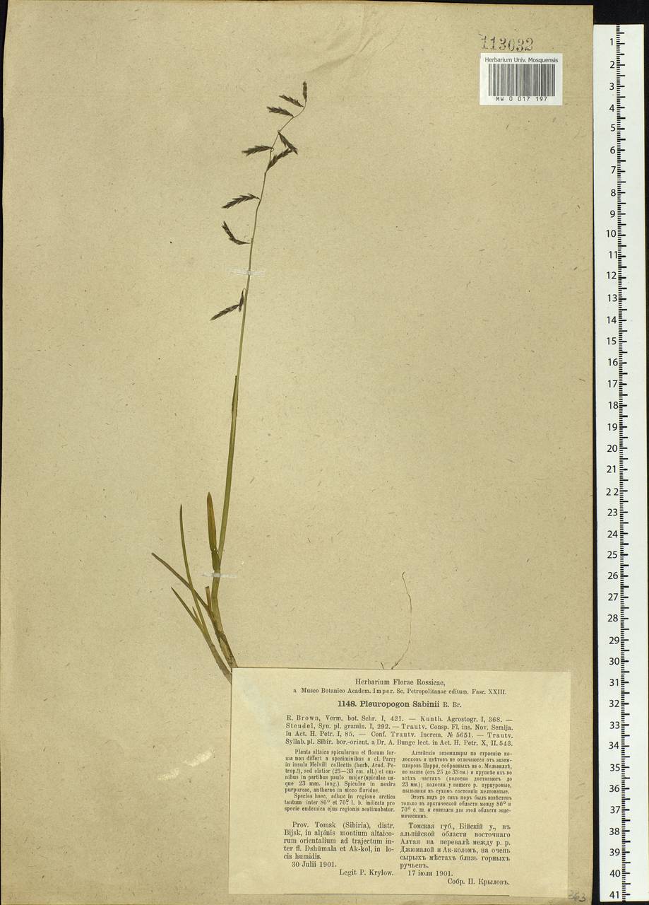 Pleuropogon sabinei R.Br., Siberia, Altai & Sayany Mountains (S2) (Russia)