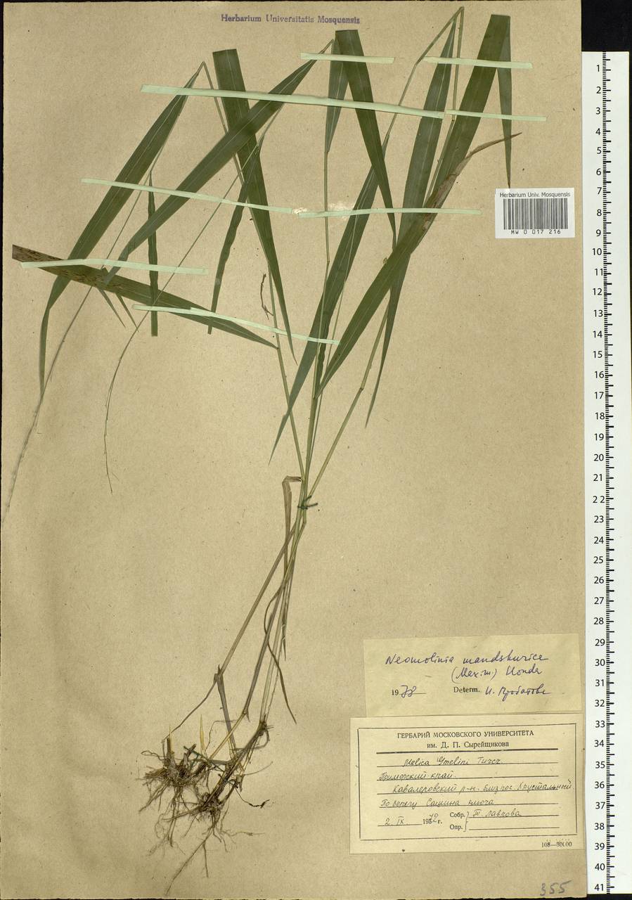 Diarrhena mandshurica Maxim., Siberia, Russian Far East (S6) (Russia)