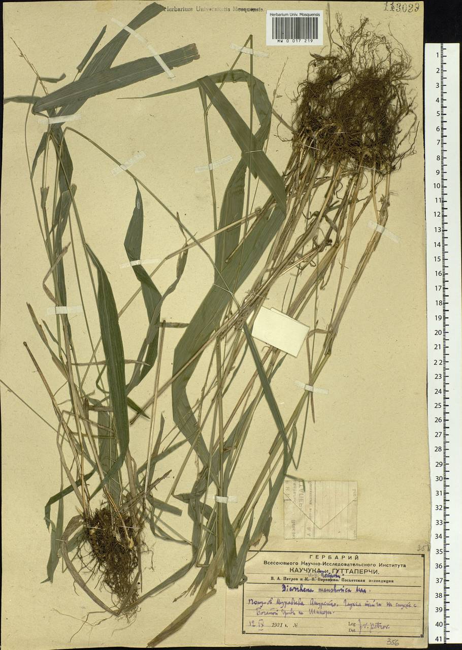 Diarrhena mandshurica Maxim., Siberia, Russian Far East (S6) (Russia)