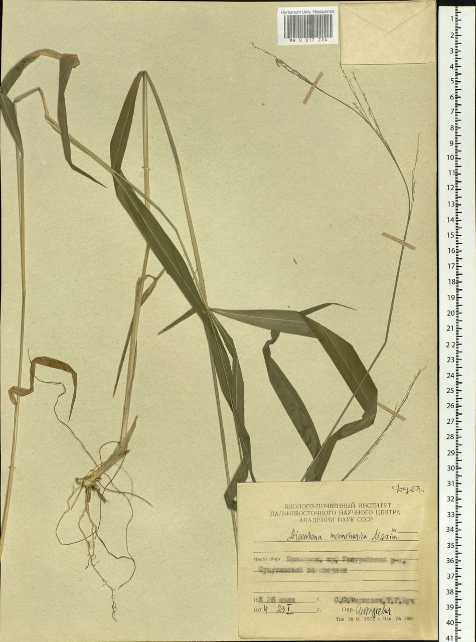 Diarrhena mandshurica Maxim., Siberia, Russian Far East (S6) (Russia)