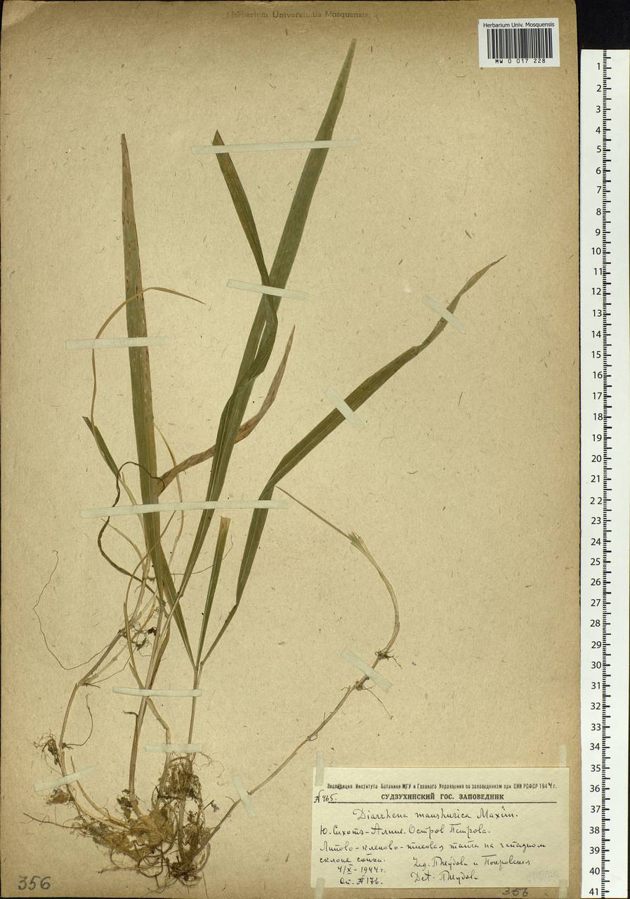 Diarrhena mandshurica Maxim., Siberia, Russian Far East (S6) (Russia)