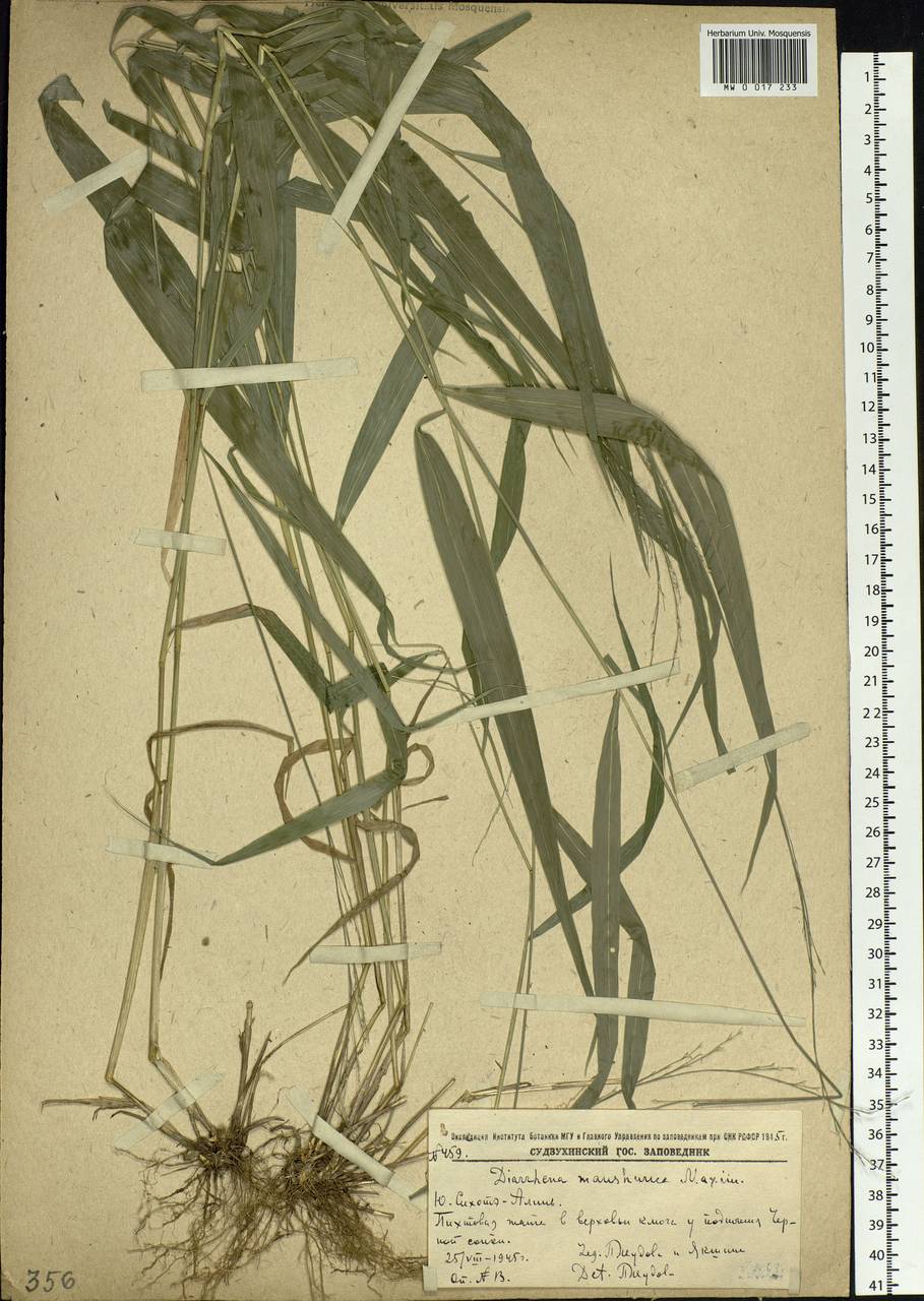 Diarrhena mandshurica Maxim., Siberia, Russian Far East (S6) (Russia)