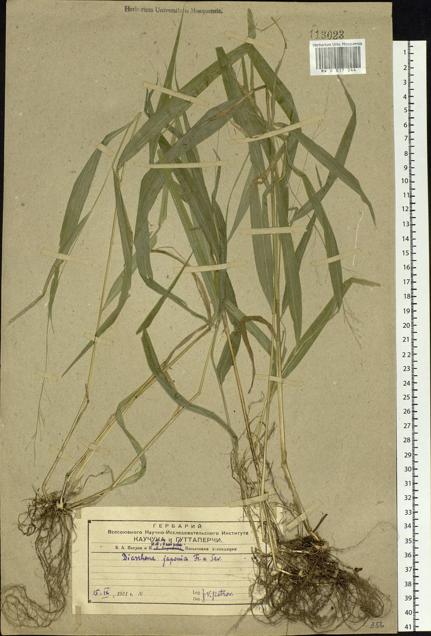 Diarrhena fauriei (Hack.) Ohwi, Siberia, Russian Far East (S6) (Russia)