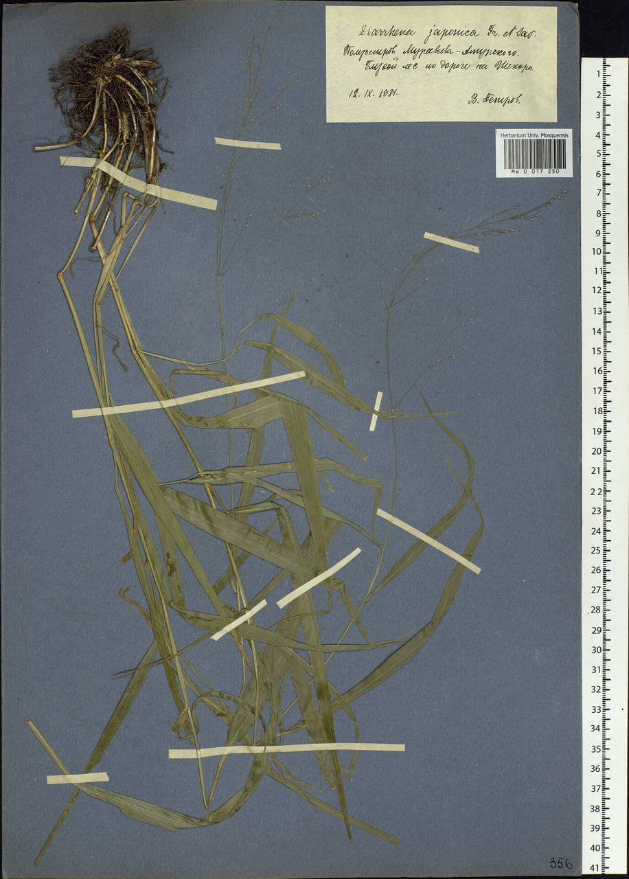 Diarrhena fauriei (Hack.) Ohwi, Siberia, Russian Far East (S6) (Russia)