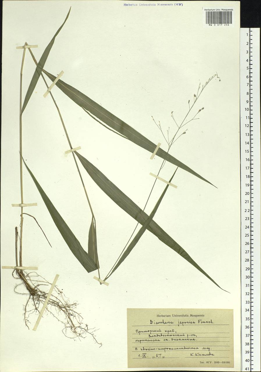 Diarrhena fauriei (Hack.) Ohwi, Siberia, Russian Far East (S6) (Russia)