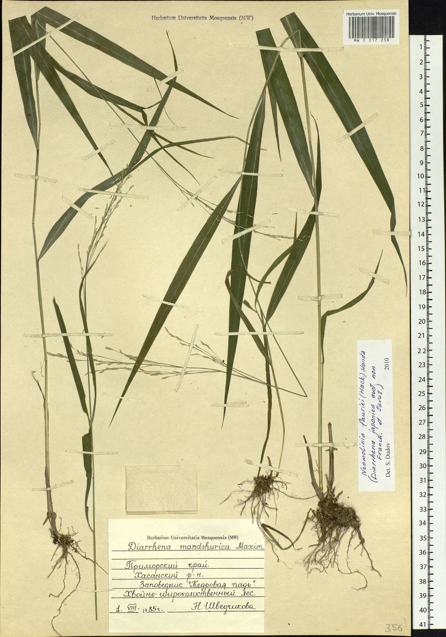 Diarrhena fauriei (Hack.) Ohwi, Siberia, Russian Far East (S6) (Russia)