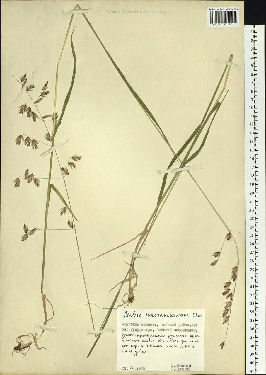 Melica turczaninowiana Ohwi, Siberia, Russian Far East (S6) (Russia)