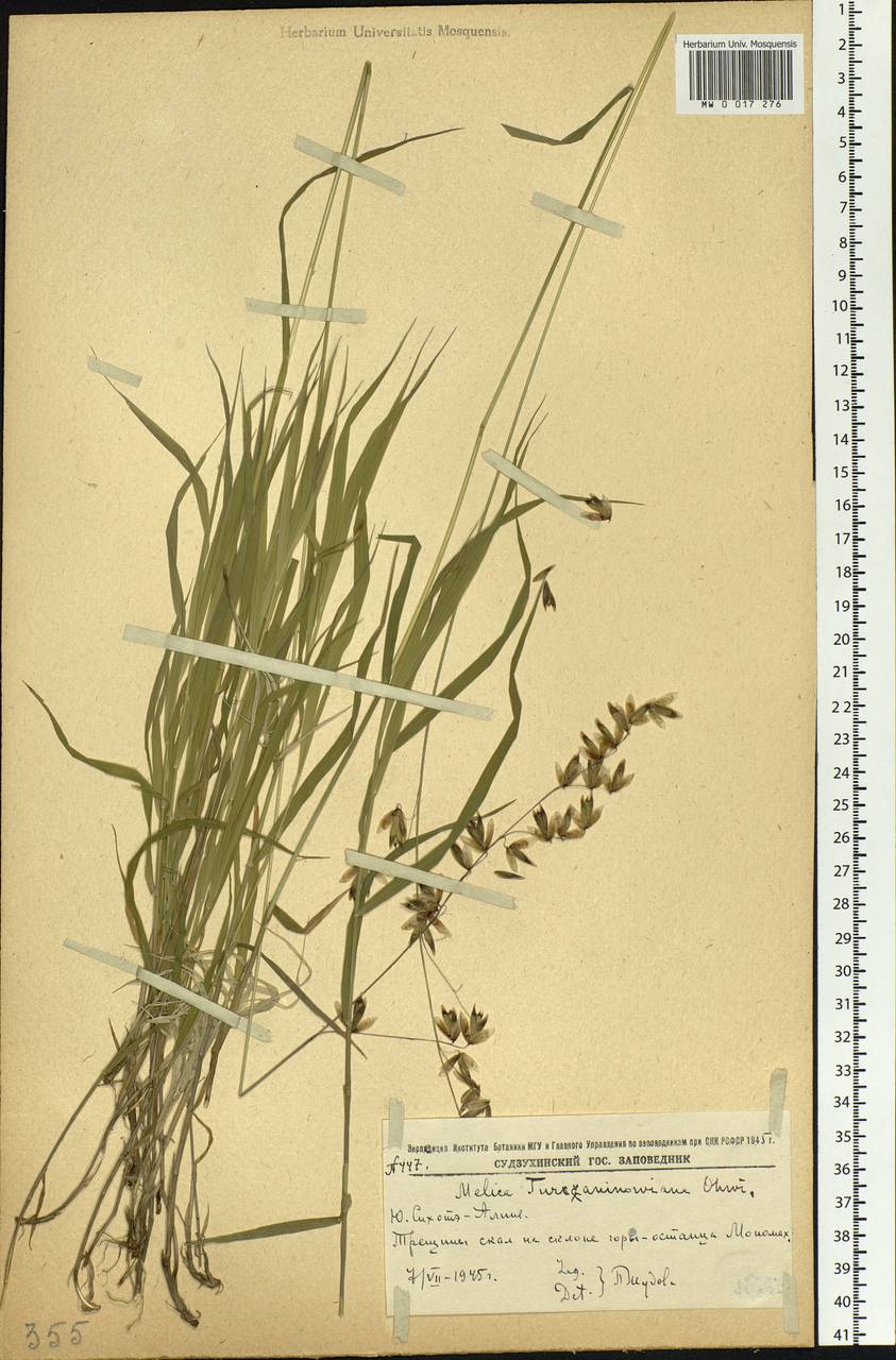 Melica turczaninowiana Ohwi, Siberia, Russian Far East (S6) (Russia)