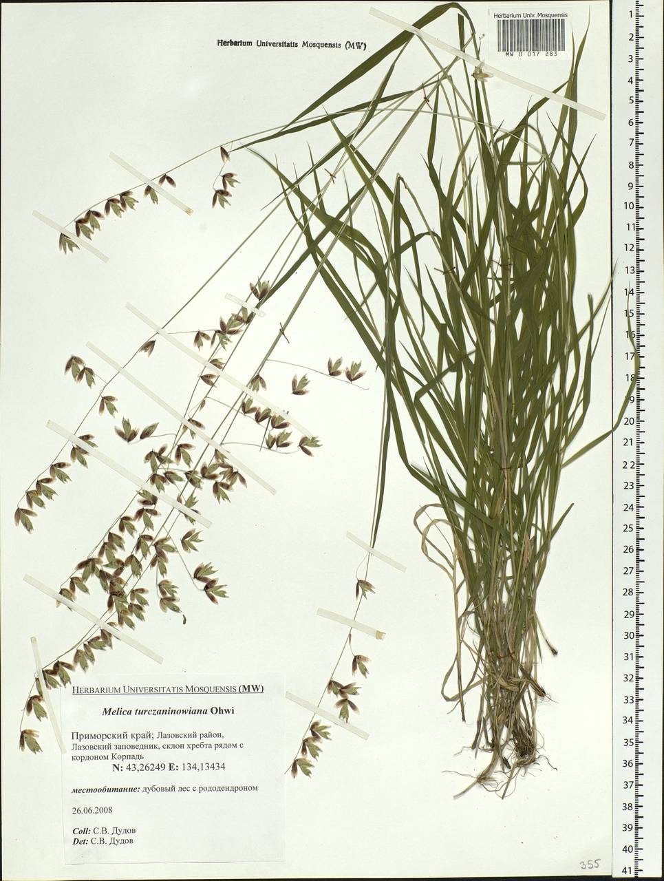 Melica turczaninowiana Ohwi, Siberia, Russian Far East (S6) (Russia)