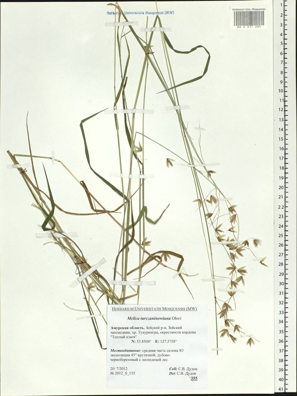 Melica turczaninowiana Ohwi, Siberia, Russian Far East (S6) (Russia)