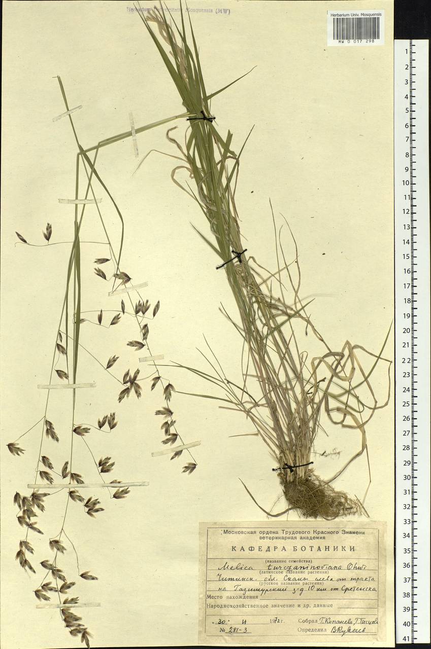 Melica turczaninowiana Ohwi, Siberia, Baikal & Transbaikal region (S4) (Russia)