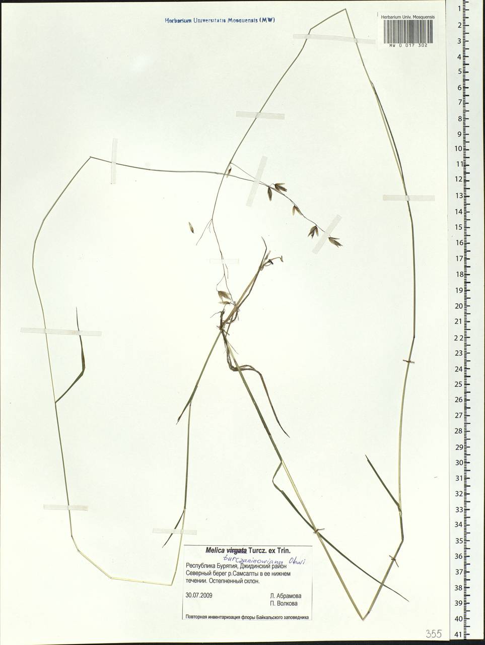 Melica turczaninowiana Ohwi, Siberia, Baikal & Transbaikal region (S4) (Russia)