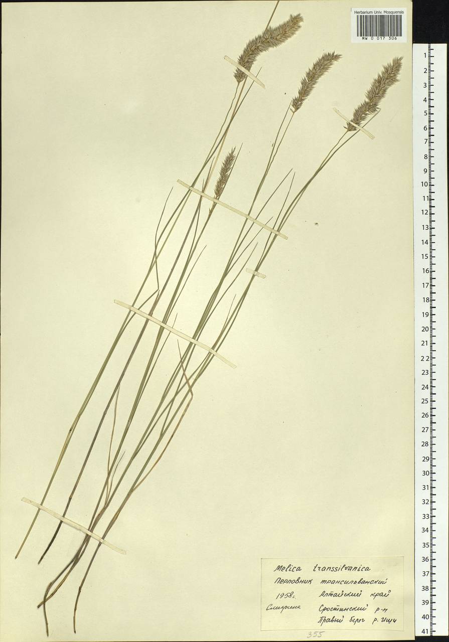 Melica transsilvanica Schur, Siberia, Altai & Sayany Mountains (S2) (Russia)