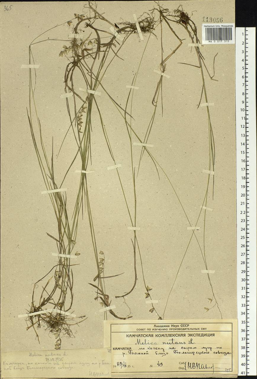 Melica nutans L., Siberia, Chukotka & Kamchatka (S7) (Russia)