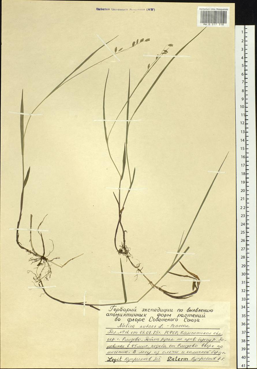 Melica nutans L., Siberia, Chukotka & Kamchatka (S7) (Russia)