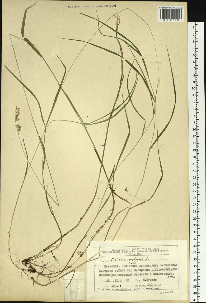 Melica nutans L., Siberia, Chukotka & Kamchatka (S7) (Russia)