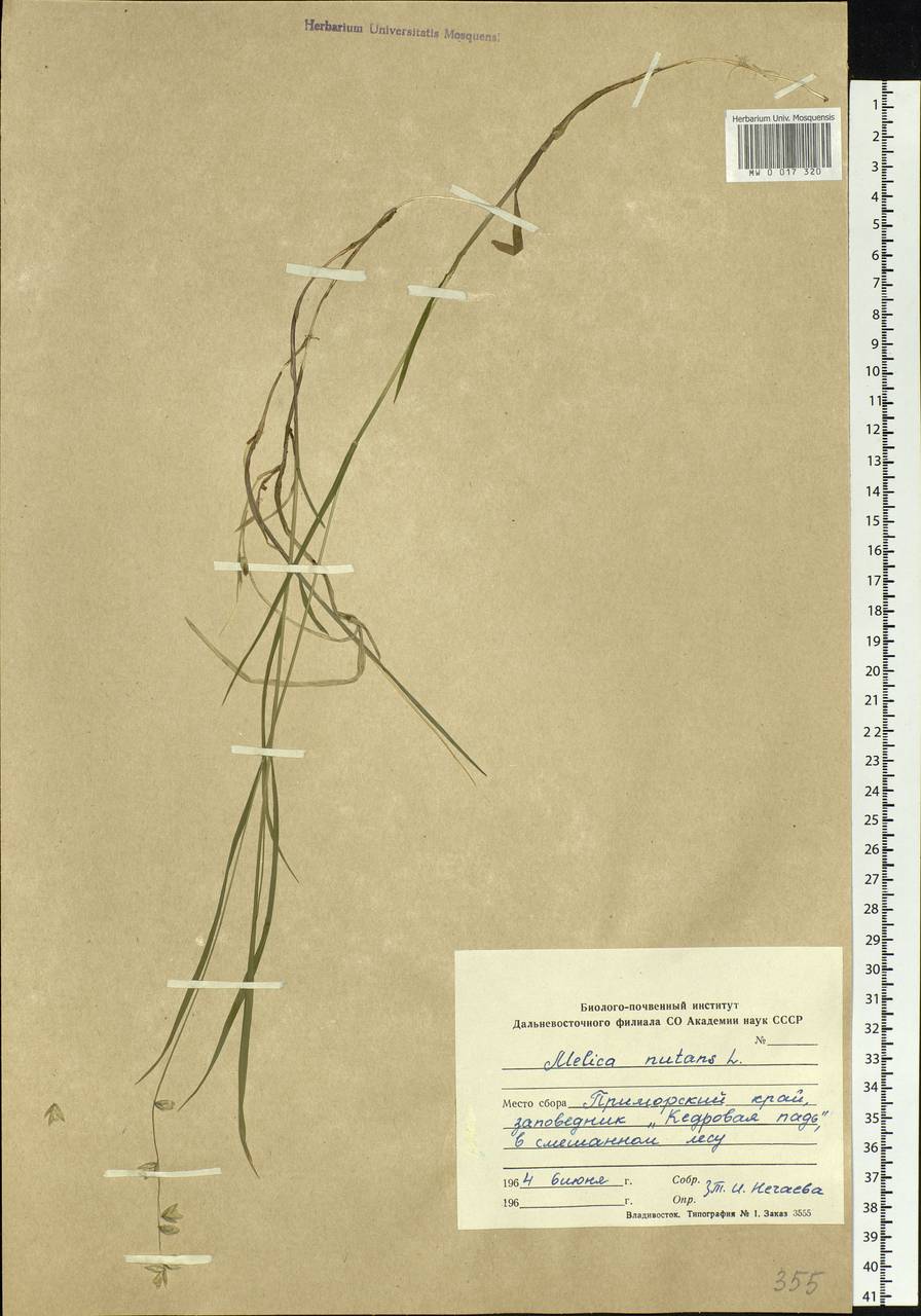 Melica nutans L., Siberia, Russian Far East (S6) (Russia)