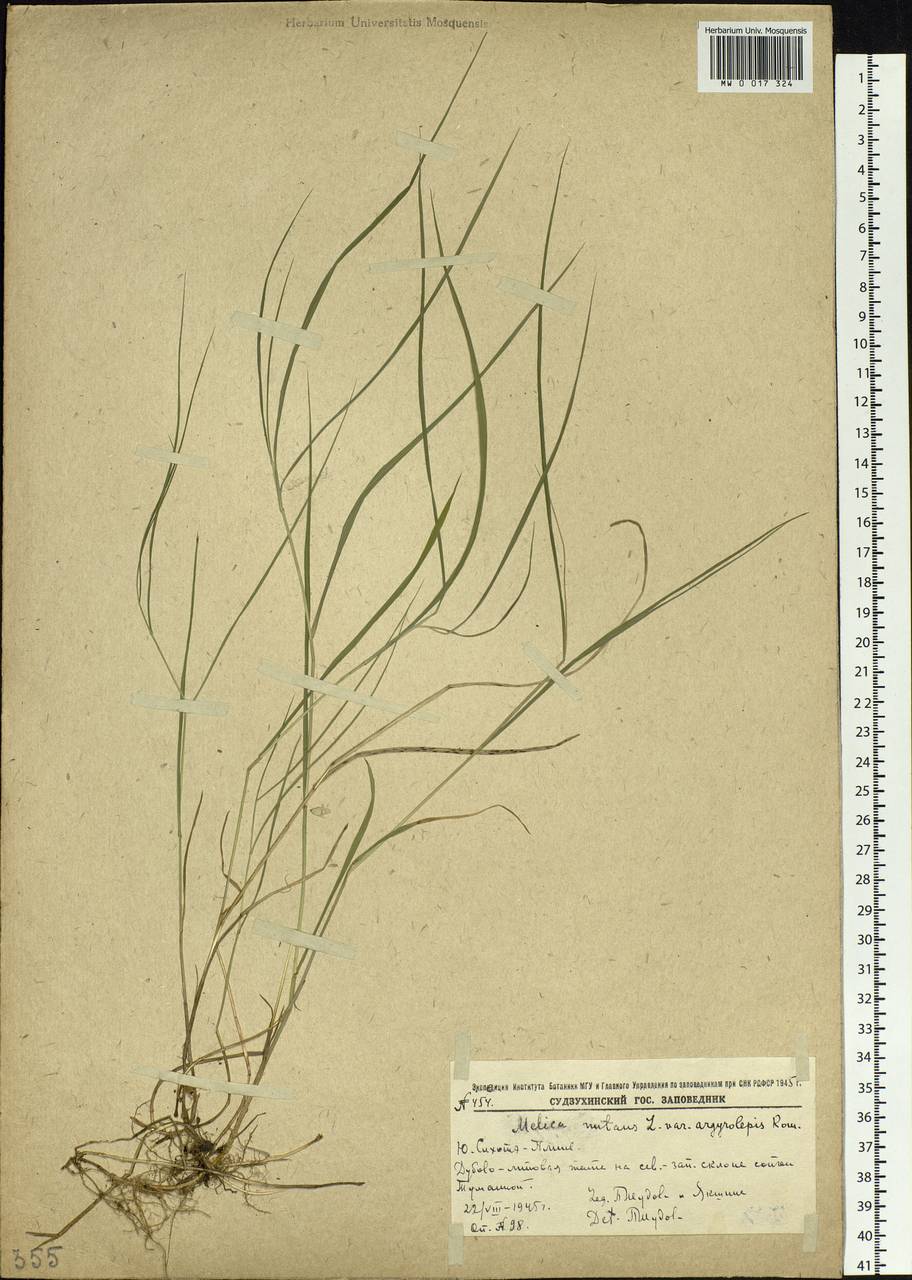 Melica nutans L., Siberia, Russian Far East (S6) (Russia)