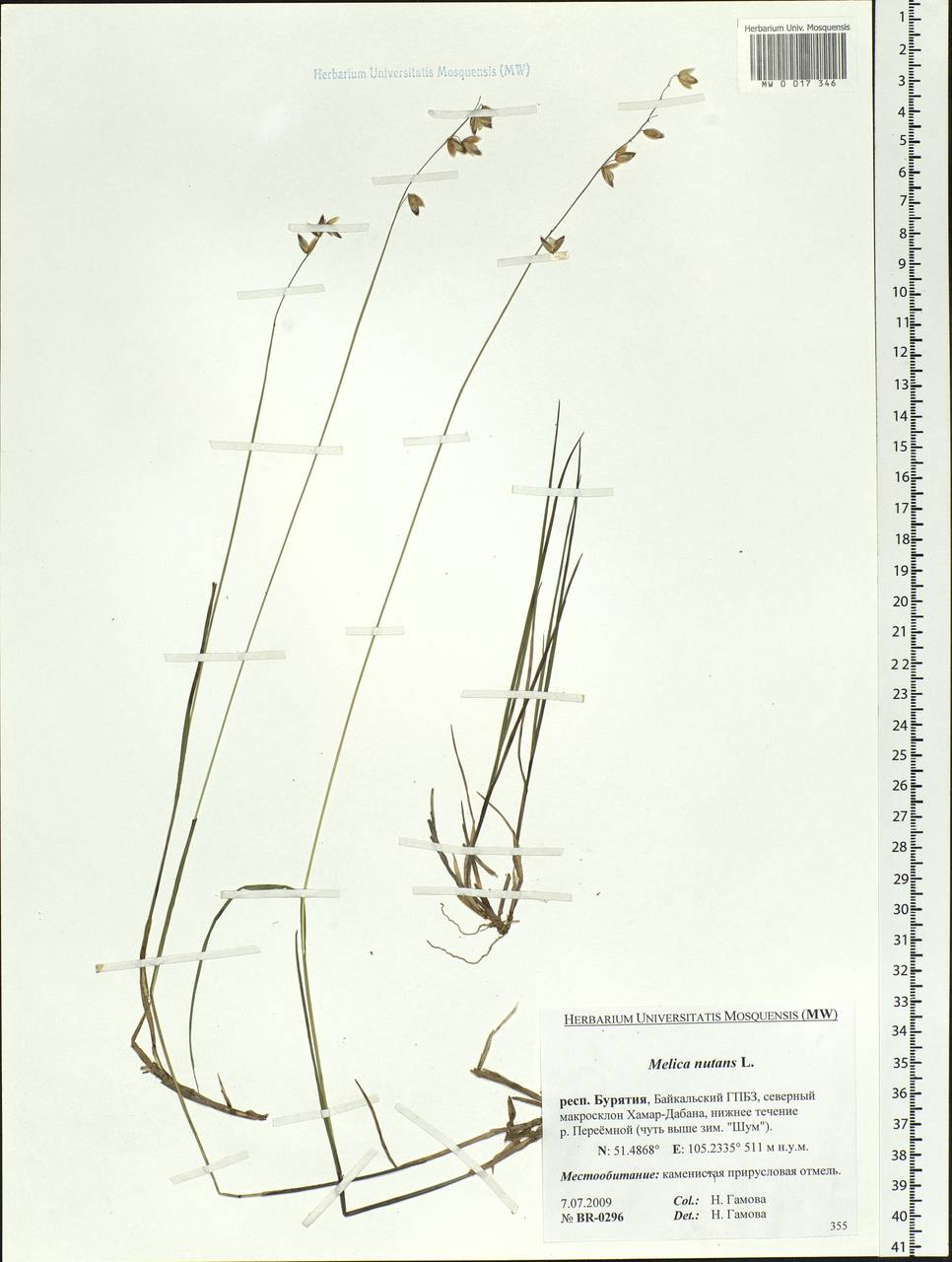 Melica nutans L., Siberia, Baikal & Transbaikal region (S4) (Russia)
