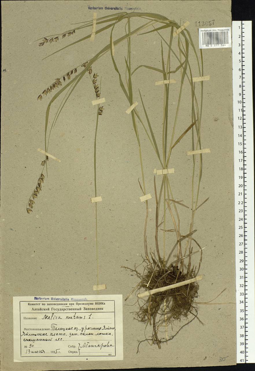 Melica nutans L., Siberia, Altai & Sayany Mountains (S2) (Russia)