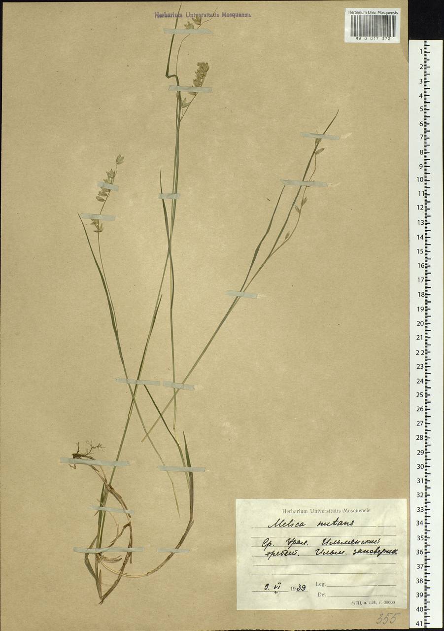 Melica nutans L., Eastern Europe, Eastern region (E10) (Russia)