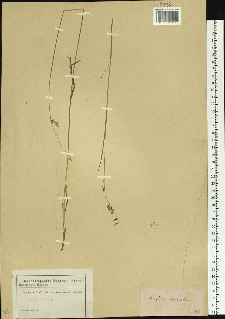 Melica nutans L., Siberia (no precise locality) (S0) (Russia)