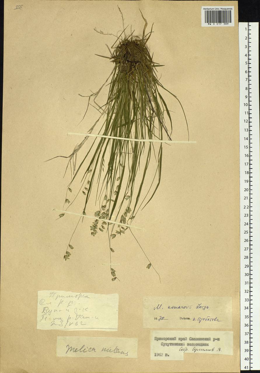 Melica grandiflora Koidz., Siberia, Russian Far East (S6) (Russia)