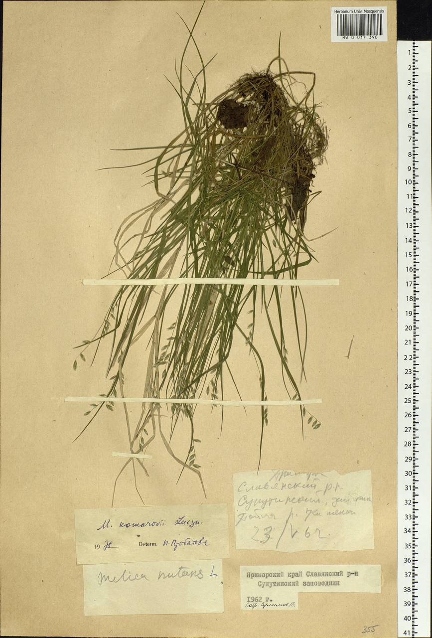 Melica grandiflora Koidz., Siberia, Russian Far East (S6) (Russia)