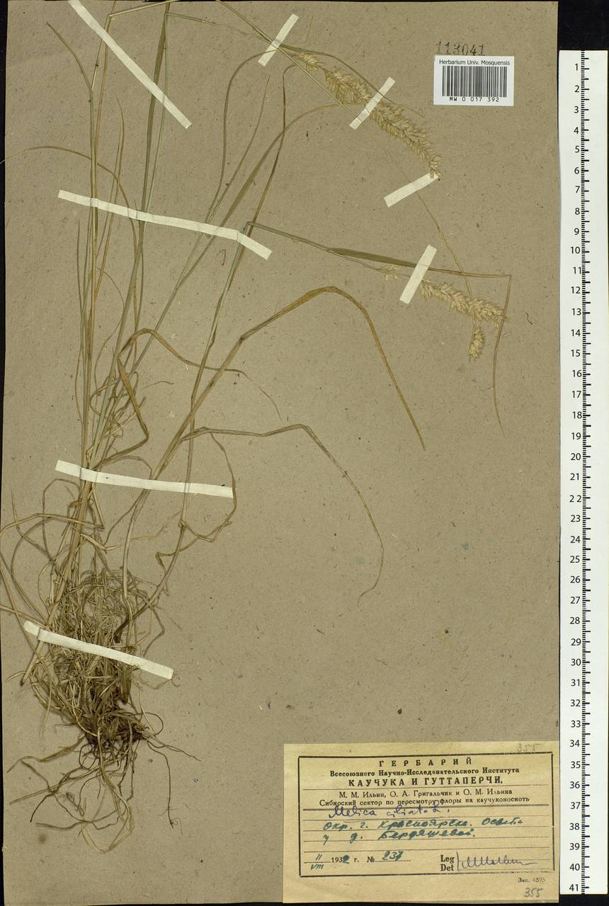 Melica ciliata L., Siberia, Central Siberia (S3) (Russia)