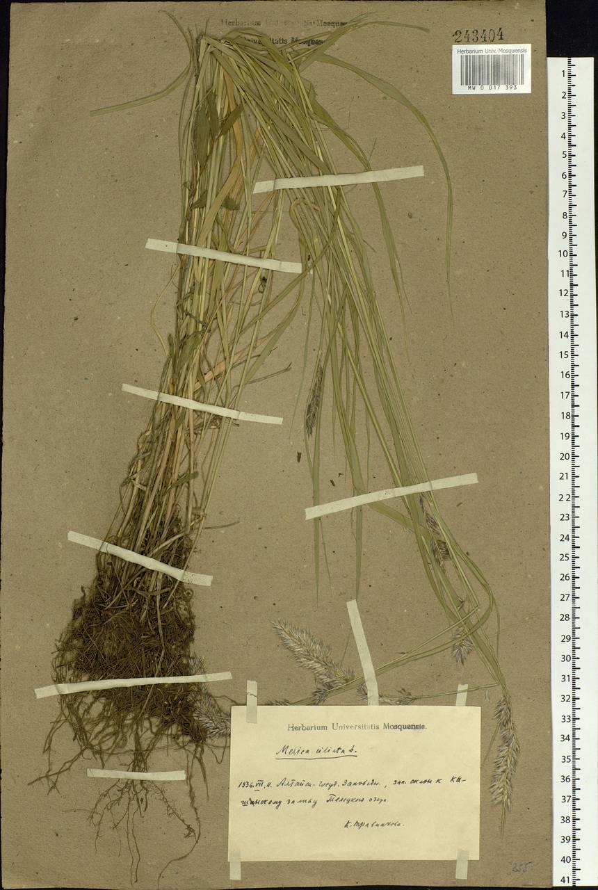 Melica ciliata L., Siberia, Altai & Sayany Mountains (S2) (Russia)
